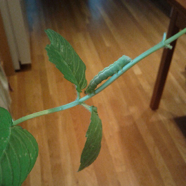 New pet, Mojito